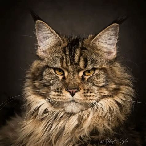 Robert Sijka Captures The Fierce Beauty Of Maine Coons Cats