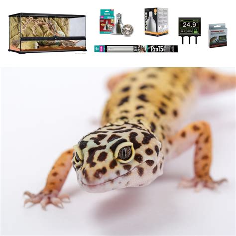 Leopard Gecko Terrarium Set Up - Premium Large | Evolution Reptiles