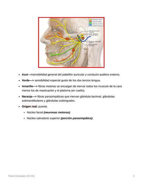 SOLUTION Pares Craneales Vii Xii Studypool