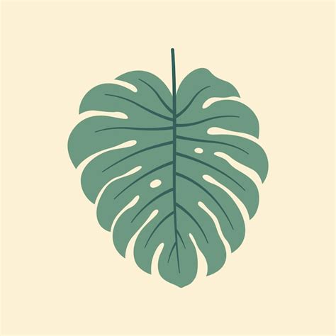 Illustration Vectorielle Plane Monstera Sur Fond Isol Feuilles