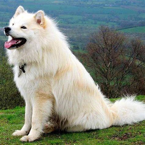 Swedish Lapphund Breed Guide - Learn about the Swedish Lapphund.