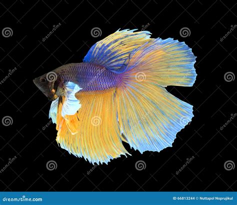 Gold And Blue Siamese Fighting Fish Betta Fish Isolated On Black