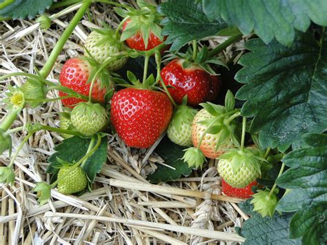 Planter des fraisiers quelles variétés de fraises choisir pour la