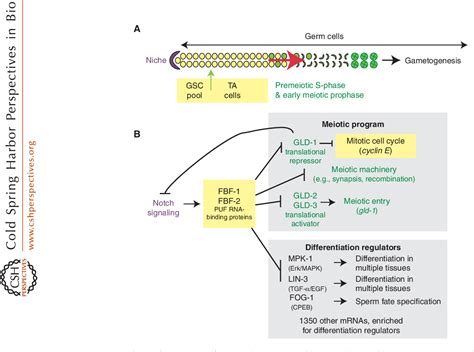 Figure 1 From Molecular Regulation Of The Mitosis Meiosis Decision In Multicellular Organisms