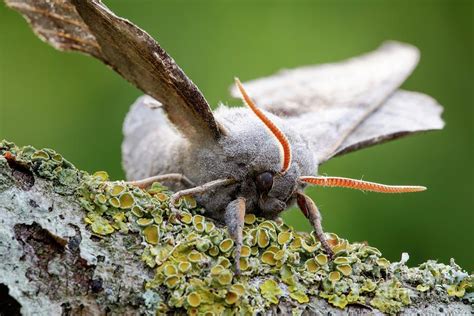 Poplar Hawkmoth Photograph By Heath Mcdonald Science Photo Library Pixels