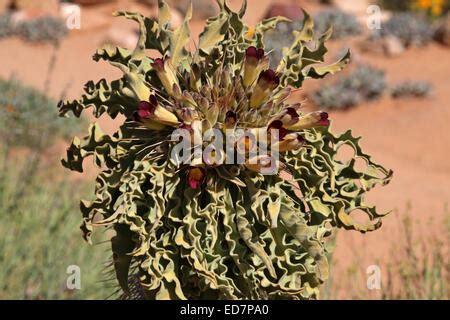 Halfmens Elephant S Trunk Pachypodium Namaquanum Goegab Nature