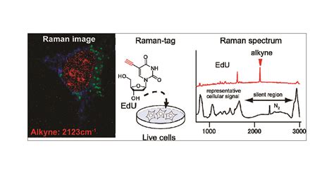 Imaging Of Edu An Alkyne Tagged Cell Proliferation Probe By Raman