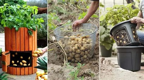 Techniques Pour Cultiver R Colter Des Pommes De Terres Au Jardin