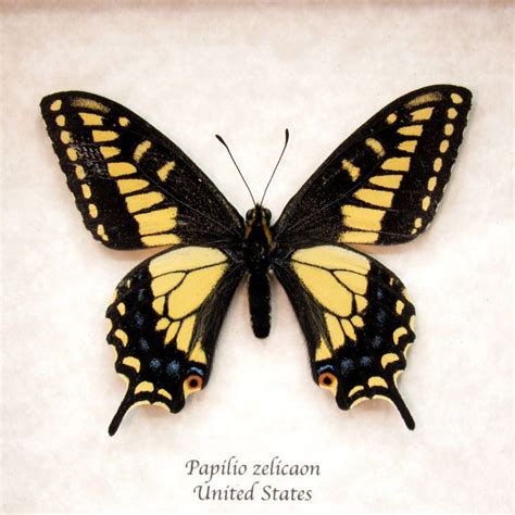 Real Anise Swallowtail Framed Butterfly Taxidermy Papilio Zelicaon