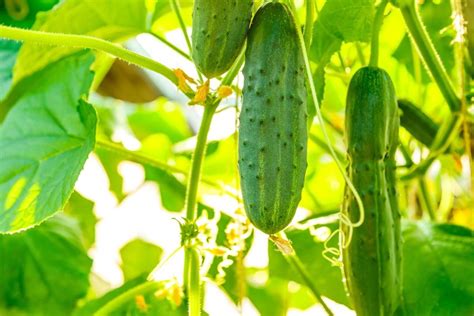 Como Plantar Pepino Em Casa Plantio Cultivo E Colheita Em