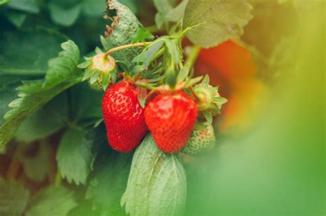 Simak Cara Menanam Strawberry Sendiri Di Rumah Mudah Orami