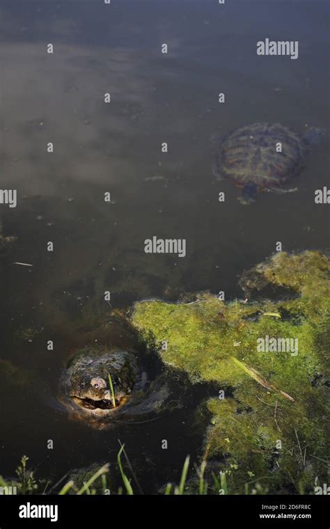 A Moss Covered Snapping Turtle Is Well Camouflaged In A Pond Stock