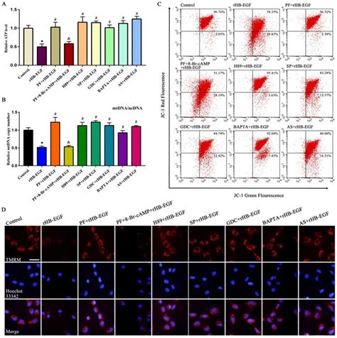 Hb Egf Induces Mitochondrial Dysfunction Via Estrogen Hypersecretion In