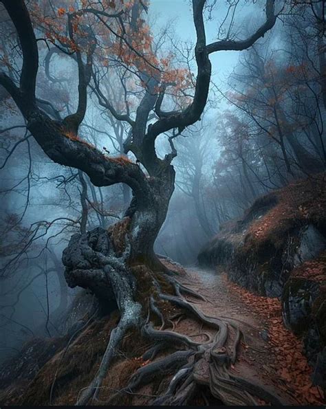 Pin By Chule Garrido Gil On Chulenature In Tree Photography