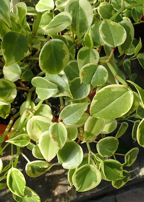 Peperomia Scandens Variegata” Jardim Cor