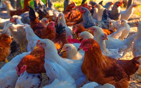 Poultry Farming - The Ultimate Guide for Beginners - LearnPoultry