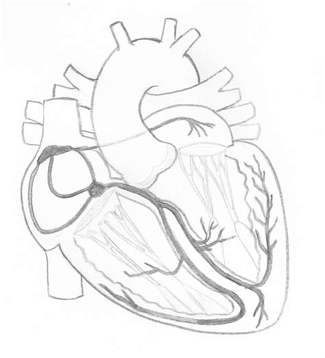 Cardiac Conduction System in Greyscale | ECG Guru - Instructor Resources