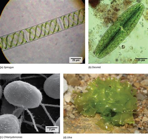 Biology 2e Biological Diversity Seedless Plants Green Algae Precursors Of Land Plants