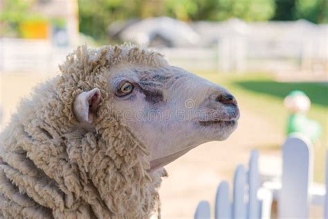 Sheep Long Wool on the Farm, Close Up Stock Photo - Image of fleece, head: 145762592