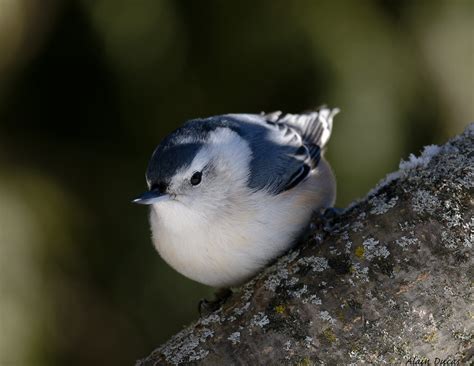 Sittelle Poitrine Blanche Alain Ducas Flickr