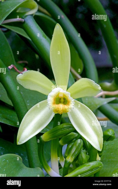 vanilla (Vanilla planifolia), flower Stock Photo - Alamy