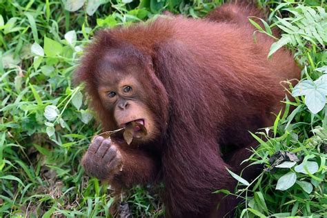 Bebé orangután jugando en la hierba Foto Premium