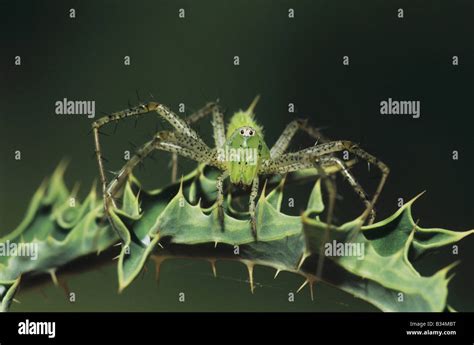 Green Lynx Spider Peucetia Viridans Adult Starr County Rio Grande