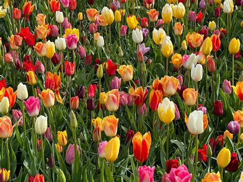 Tulip-Festival-Amsterdam - Tulip Festival Amsterdam