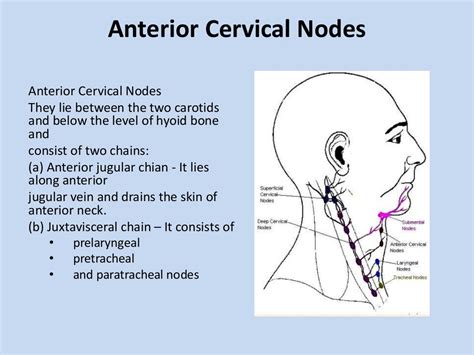 Cervical Lymphadenopathy Symptoms