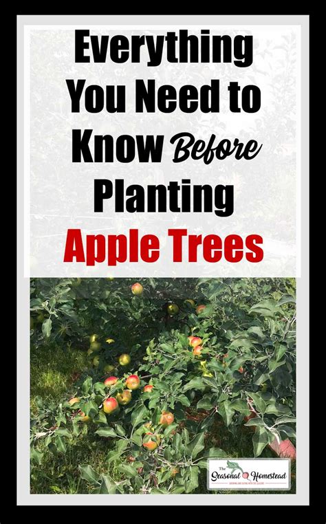 What You Need To Know Before You Plant Apple Trees Tips Tree Planting