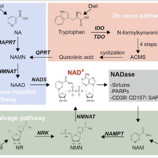 Three distinct pathways for NAD biosynthesis. See the main text for ...