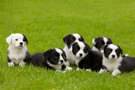 Cardigan Welsh Corgi Litter Of Puppies Stock Photo Download Image Now