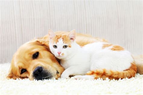 Premium Photo | Friendship of a dog and cat