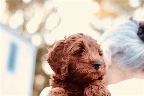 Goldendoodle Puppies Wallpapers - Wallpaper Cave