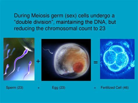 Meiosis Why We Are Who We Are Ppt Download