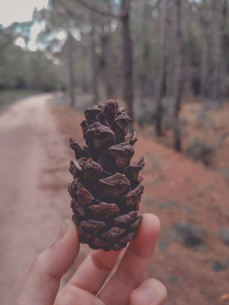 Premium Photo Close Up Of Hand Holding Pine Cone