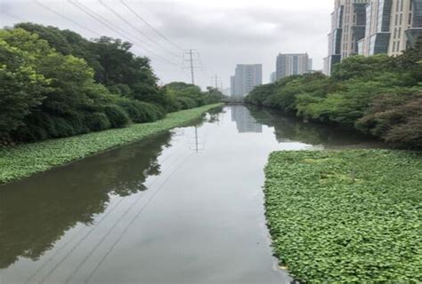 建邺区沙洲街道汛期为河道生态保驾护航江南时报