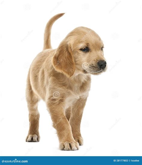 Golden Retriever Puppy 7 Weeks Old Looking Stock Photography Image