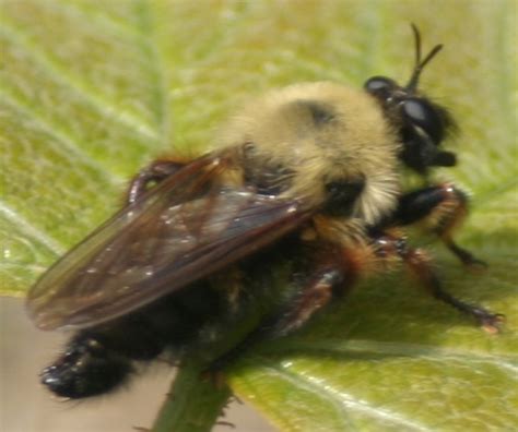 Bee Or Fly Laphria Thoracica Bugguidenet