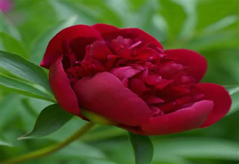 Red Grace Peony A Bold Statement Of Elegance The Green Thumb