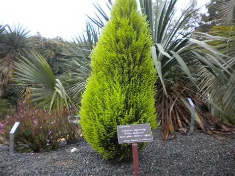 Cupressus Macrocarpa | Cupressus Macrocarpa "Wilma Goldcrest… | Flickr