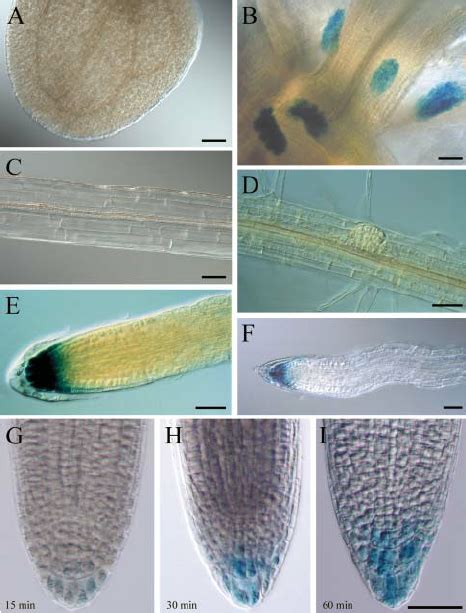 Expression Of Vha C Gus Is Restricted To Shoot And Root Apices