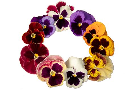 Perfect Pansies — Green Acres Nursery & Supply