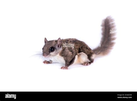 Cute Southern Flying Squirrel