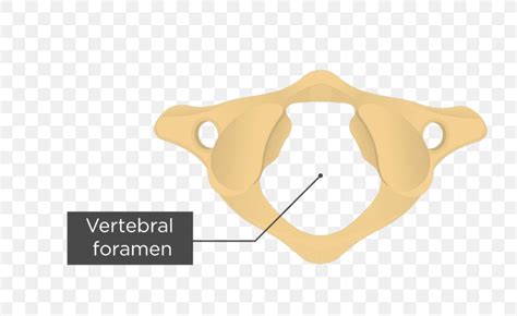 Atlas Axis Anatomy Vertebral Column Transverse Foramen, PNG, 770x502px, Atlas, Anatomy, Axis