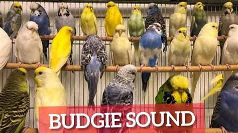 Singing Budgie Happy Song Most Beautiful Budgie Songs Ever