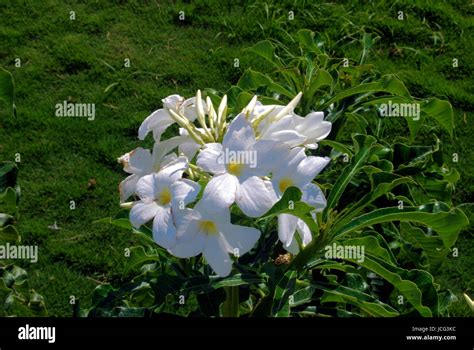 Indian Garden & Flowers Stock Photo - Alamy