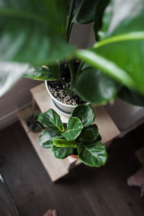 How To Save A Dying Fiddle Leaf Fig - Indoor Plant Care