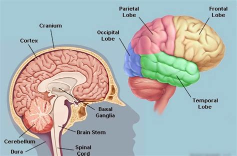 Health Check Can Your Brain Be Full