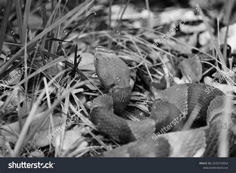 Venomous Copperhead Snake Black White Closeup Stock Photo 2232735053 ...